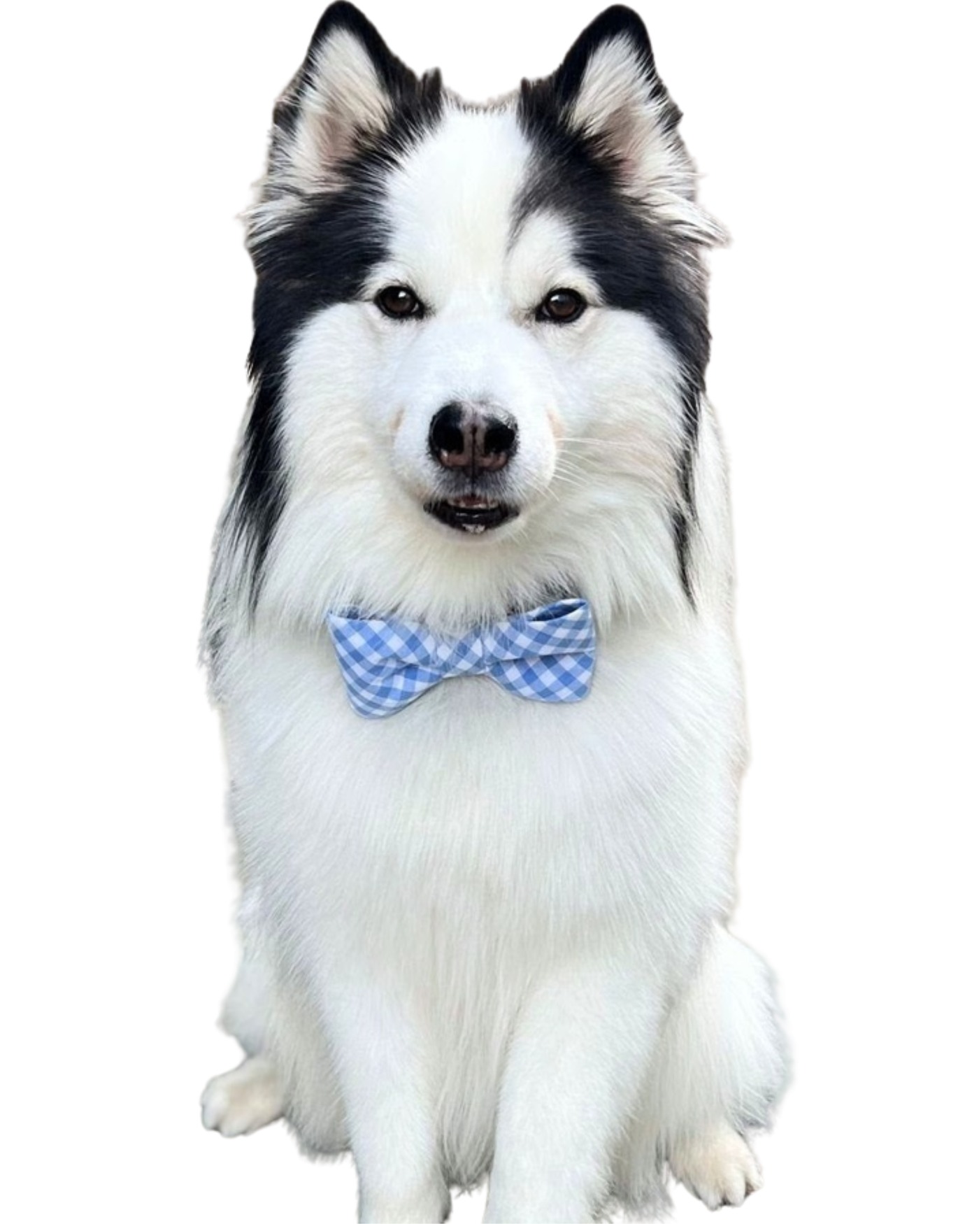Sir Edmund sitting upright and wearing his blue gingham bow tie